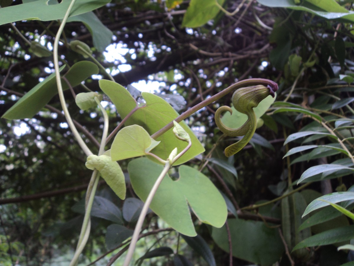 Aristolochia ringens Vahl